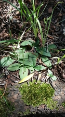 Bonatea polypodantha