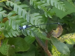 Hypolestes hatuey