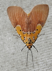 Asota speciosa