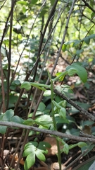 Bonatea polypodantha