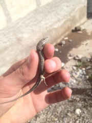 Podarcis muralis