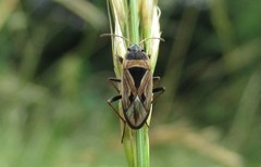 Xanthochilus quadratus
