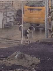 Canis familiaris