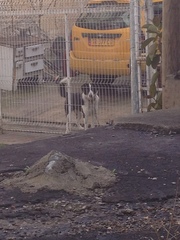 Canis familiaris