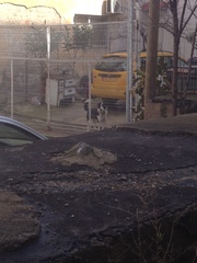 Canis familiaris