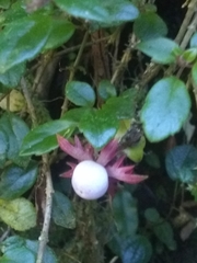 Columnea domingensis