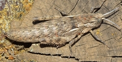 Eumigus cucullatus cucullatus