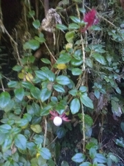 Columnea domingensis