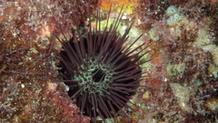 Echinostrephus