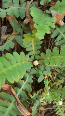 Asplenium cordatum