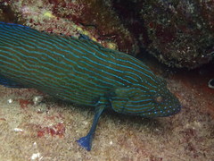 Cephalopholis formosa