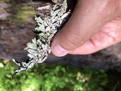 Hypogymnia rugosa