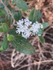 Ceanothus fendleri