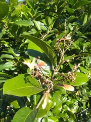Heteropterys laurifolia