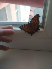 Nymphalis xanthomelas