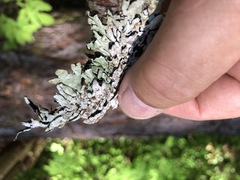 Hypogymnia rugosa