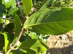 Heteropterys laurifolia