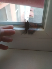 Nymphalis xanthomelas