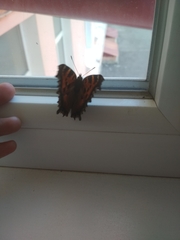 Nymphalis xanthomelas