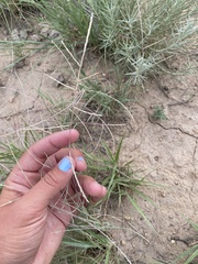 Schedonnardus paniculatus