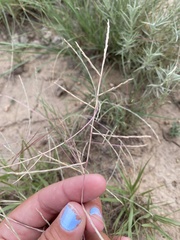 Schedonnardus paniculatus