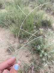 Schedonnardus paniculatus