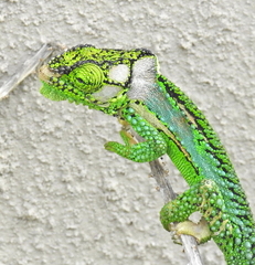 Knysna Dwarf Chameleon photo 4