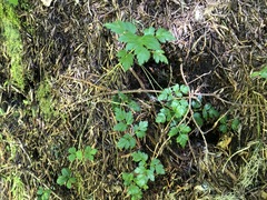 Coptis aspleniifolia
