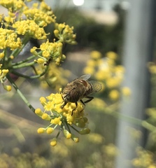 Eristalinus taeniops