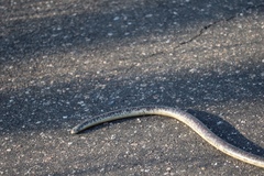 Afrotyphlops schlegelii