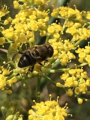 Eristalinus taeniops