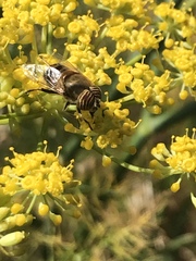 Eristalinus taeniops