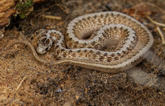 Brown Snake photo 4