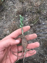 Apodolirion macowanii
