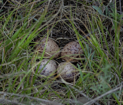 Bartramia longicauda