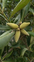Avicennia schaueriana