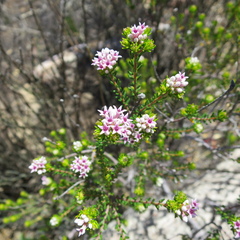 Phylica lachneaeoides