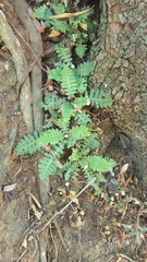 Asplenium cordatum