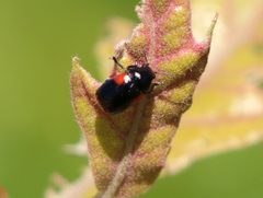 Babia quadriguttata