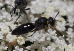 Hylaeus modestus