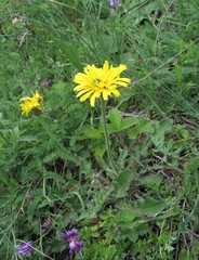 Leontodon caucasicus