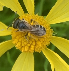 Halictus