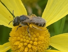 Halictus