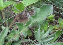 Leontodon caucasicus