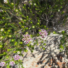 Phylica lachneaeoides