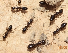 Camponotus sylvaticus