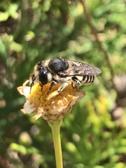 Megachile canariensis