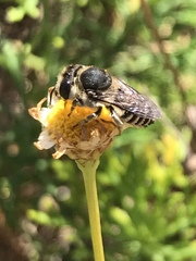 Megachile canariensis