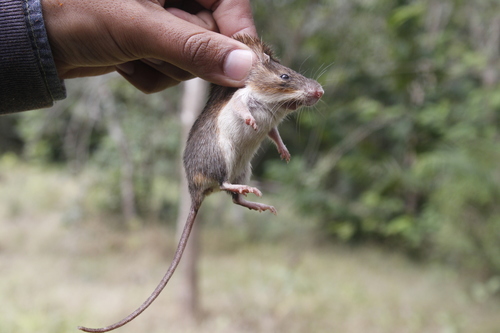 Painted Spiny Pocket Mouse