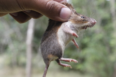 Heteromys pictus